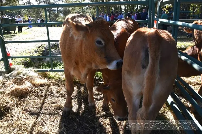 somoscomarca_aveiga_inauguracion_feriaganadera_2023 (20)