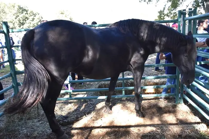 somoscomarca_aveiga_inauguracion_feriaganadera_2023 (25)