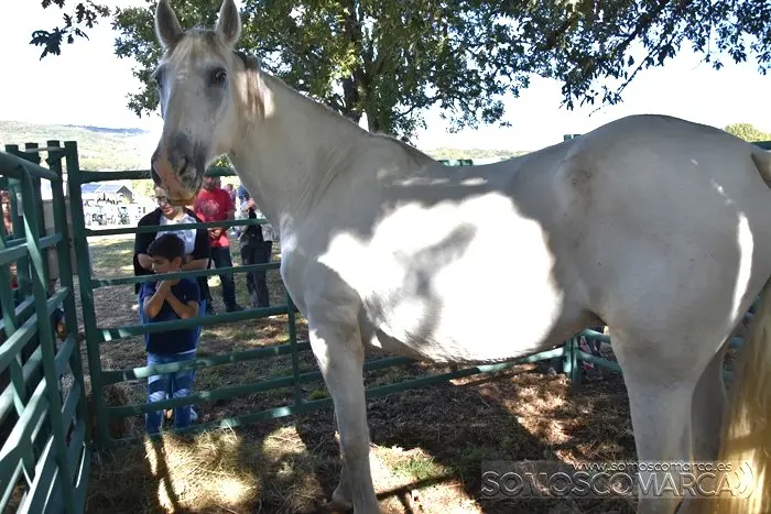 somoscomarca_aveiga_inauguracion_feriaganadera_2023 (26)