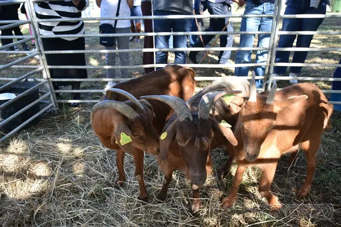 somoscomarca_aveiga_inauguracion_feriaganadera_2023 (28)