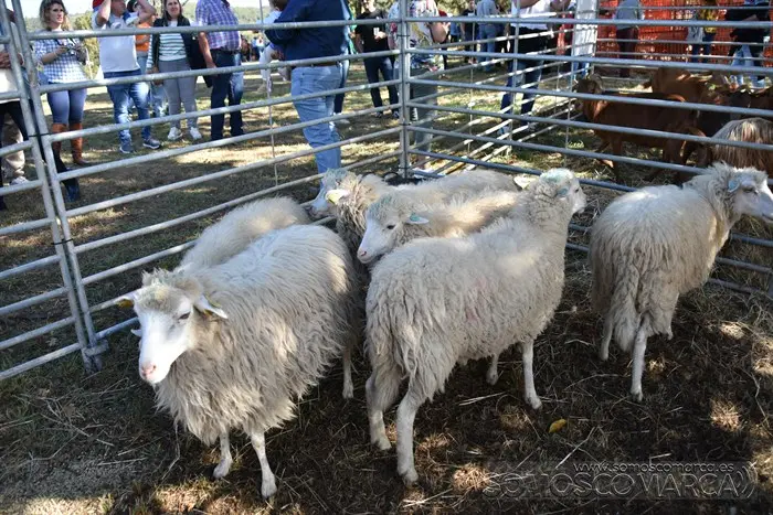 somoscomarca_aveiga_inauguracion_feriaganadera_2023 (29)