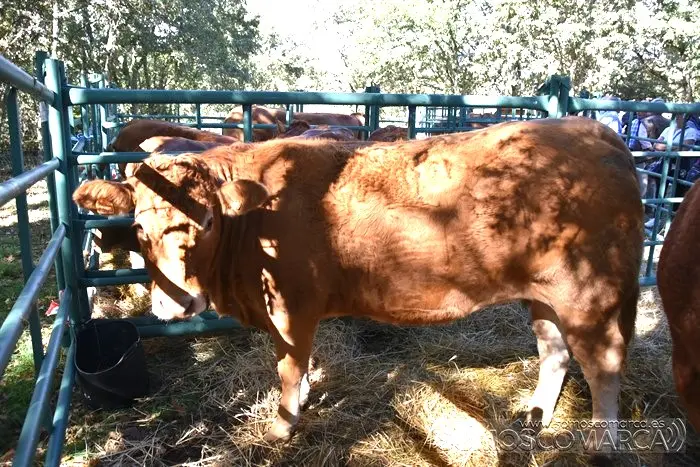 somoscomarca_aveiga_inauguracion_feriaganadera_2023 (35)