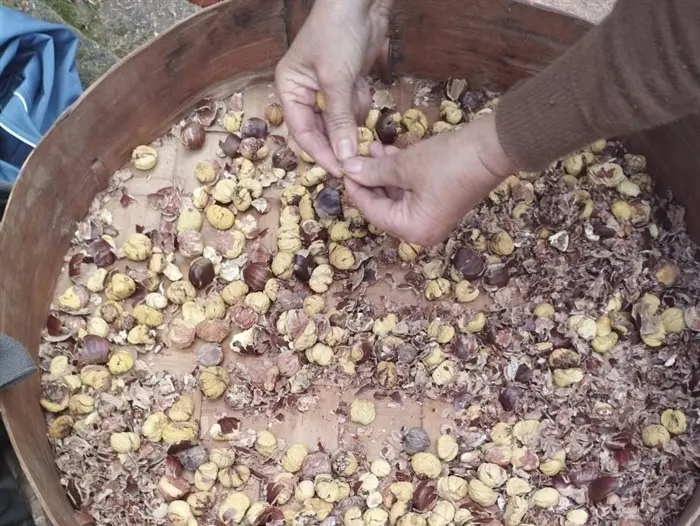 somoscomarca_231214_sanvicentedeleira_pisadacastaña (4)