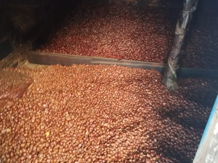 somoscomarca_231214_sanvicentedeleira_pisadacastaña (7)