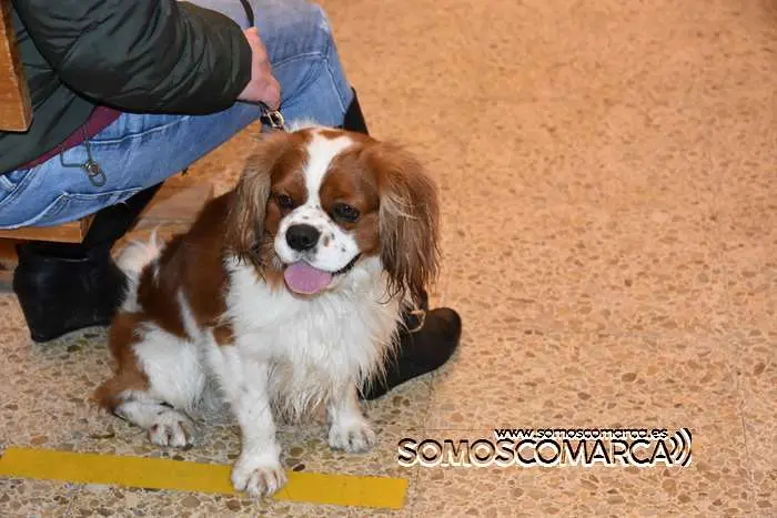 somoscomarca_obarco_iglesia_santarita_bendicionmascotas_2024 (14)