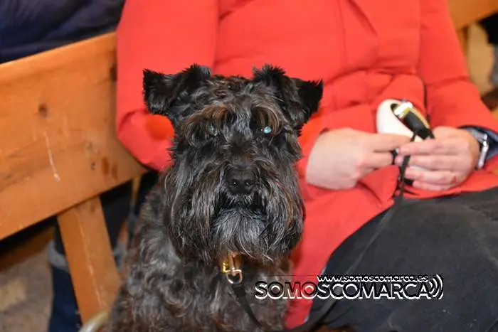 somoscomarca_obarco_iglesia_santarita_bendicionmascotas_2024 (33)
