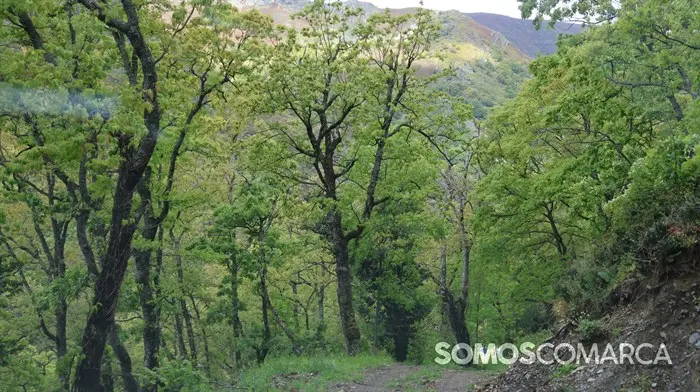 somoscomarca_240501_casaio_sangil_sanxil_romeria_palasdecabras_pinturas_paisaje_ (10)