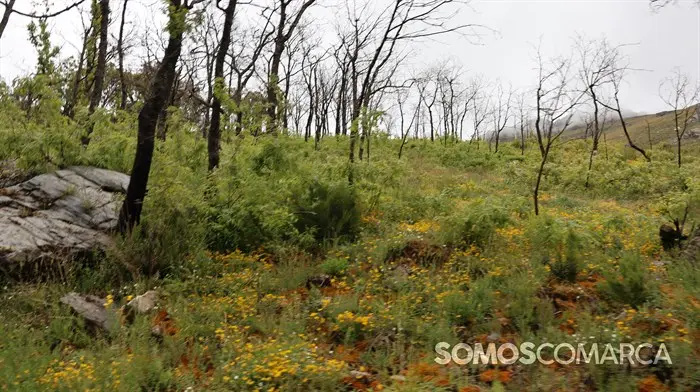 somoscomarca_240501_casaio_sangil_sanxil_romeria_palasdecabras_pinturas_paisaje_ (36)