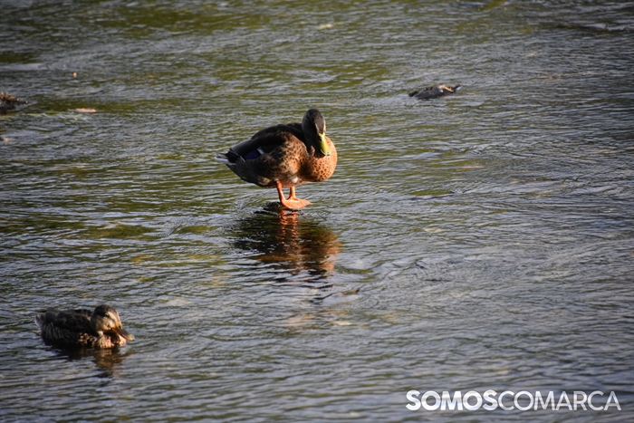 somoscomarca_20240720_obarco_silfest_patos_segundajornada (36)
