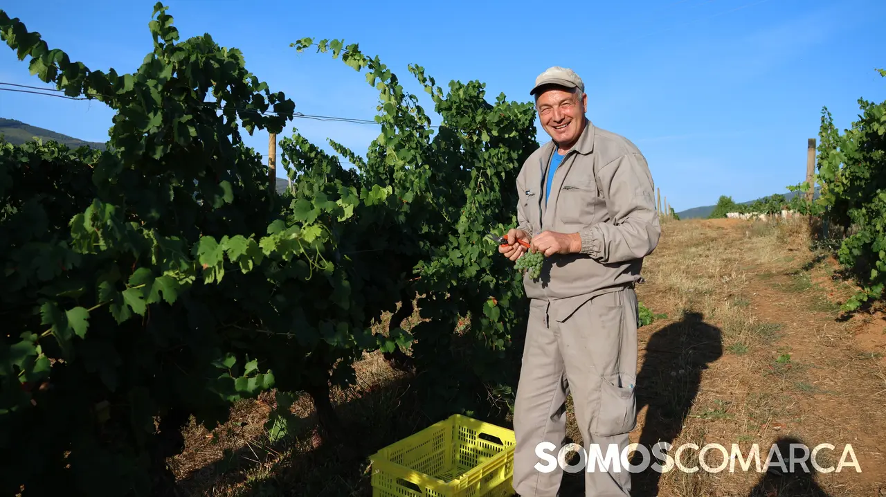 somoscomarca_2408021_vilamartin_vendimia_valdesil349