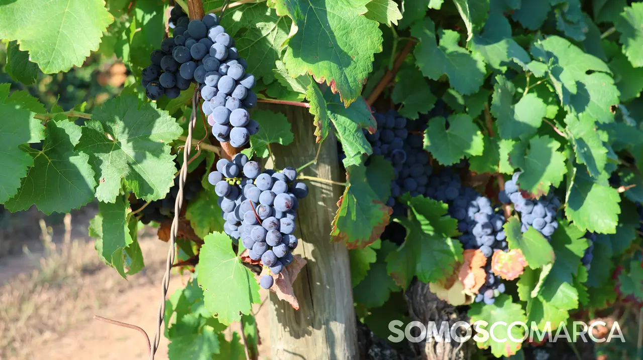 mencia somoscomarca_2408021_vilamartin_vendimia_valdesil358