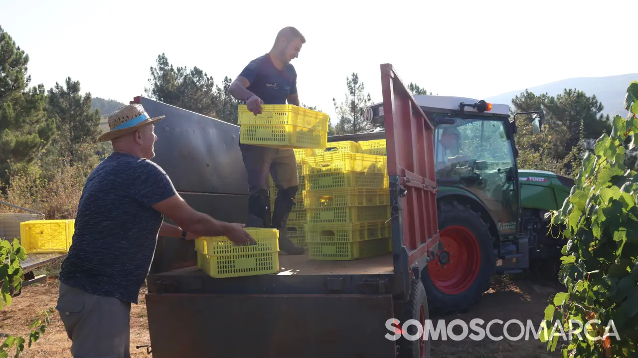 somoscomarca_2408021_vilamartin_vendimia_valdesil357