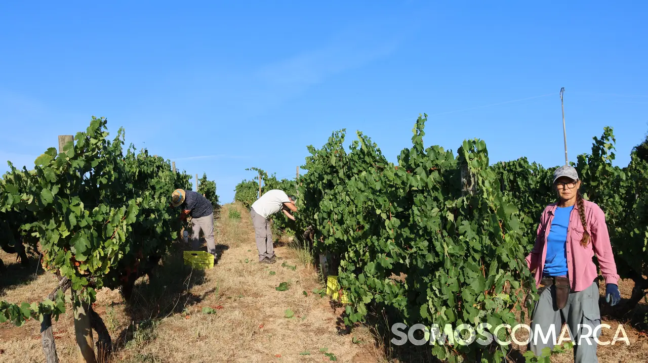 somoscomarca_2408021_vilamartin_vendimia_valdesil355