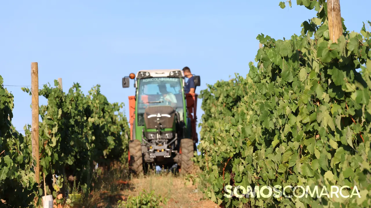 somoscomarca_2408021_vilamartin_vendimia_valdesil356