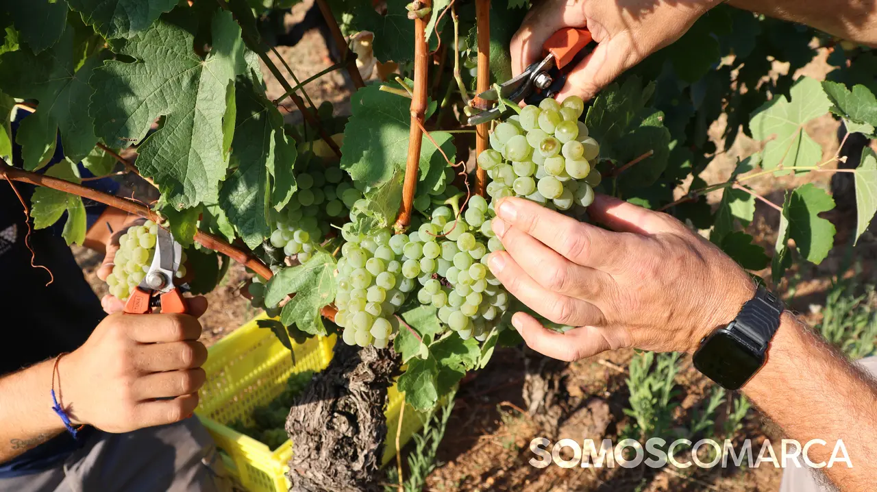 portada_godello_somoscomarca_2408021_vilamartin_vendimia_valdesil352