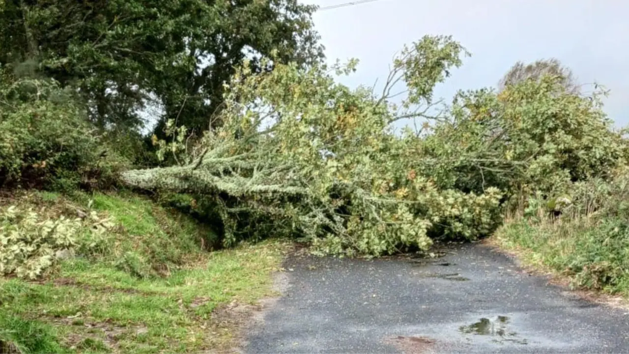 Árbol corta la carretera en San Xoán de Río