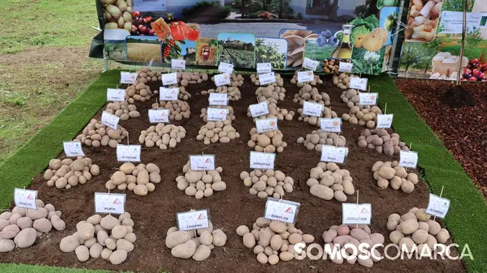 somoscomarca_20241018_patatas