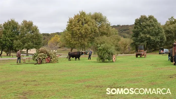 somoscomarca_20241018_aveiga_feriaganado_crianzatrevinca