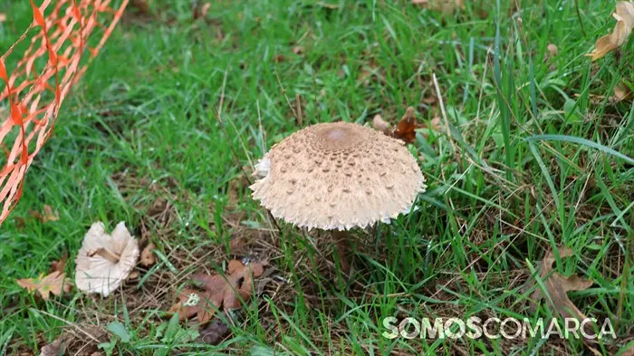 somoscomarca_20241018_aveiga_choupin