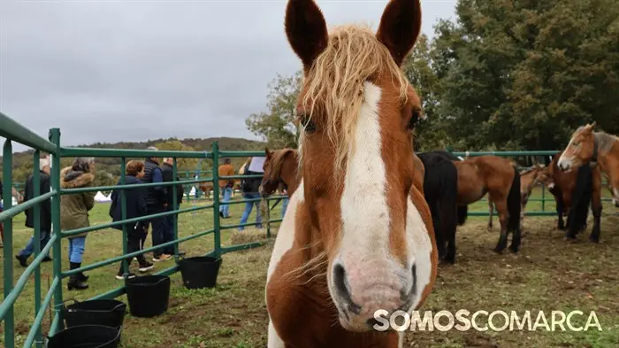 somoscomarca_20241018_aveiga_feriaganado_crianzatrevinca