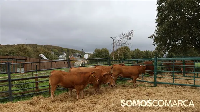 somoscomarca_20241018_aveiga_feriaganado_crianzatrevinca