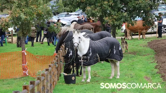 somoscomarca_20241018_aveiga_feriaganado_crianzatrevinca