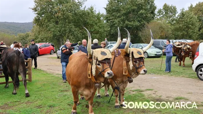 somoscomarca_20241018_aveiga_feriaganado_crianzatrevinca