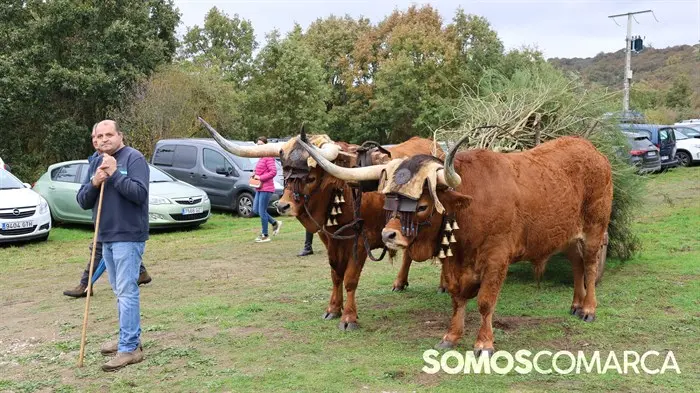 somoscomarca_20241018_aveiga_feriaganado_crianzatrevinca