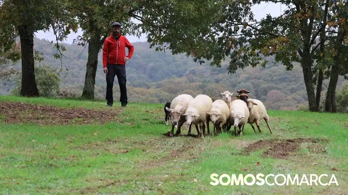 somoscomarca_20241018_aveiga_feriaganado_crianzatrevinca