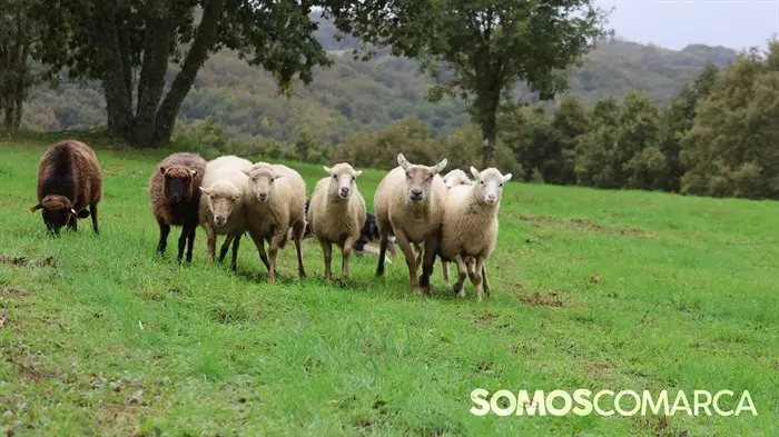 somoscomarca_20241018_aveiga_feriaganado_crianzatrevinca