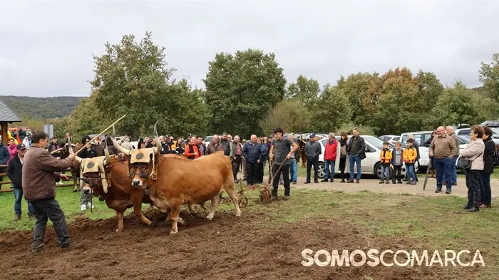somoscomarca_20241018_aveiga_feriaganado_crianzatrevinca