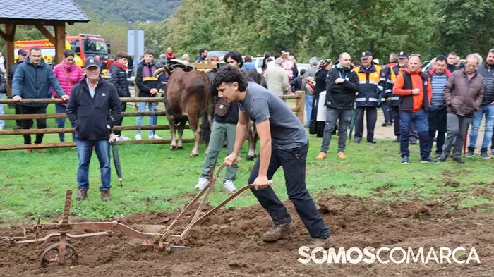 somoscomarca_20241018_aveiga_feriaganado_crianzatrevinca_arando_arado