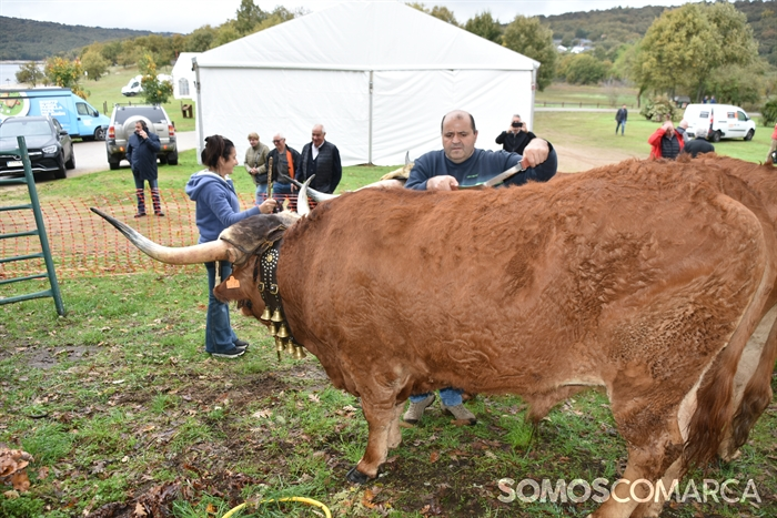 somoscomarca_20241019_aveiga_crianzatrevinca_exposiciongandeira (3)