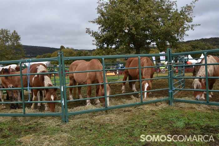somoscomarca_20241019_aveiga_crianzatrevinca_exposiciongandeira (9)
