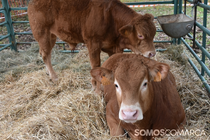 somoscomarca_20241019_aveiga_crianzatrevinca_exposiciongandeira (11)