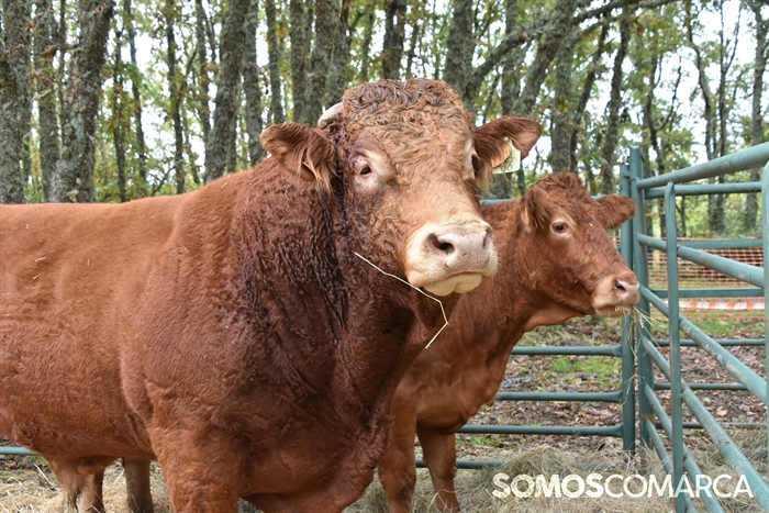 somoscomarca_20241019_aveiga_crianzatrevinca_exposiciongandeira (12)