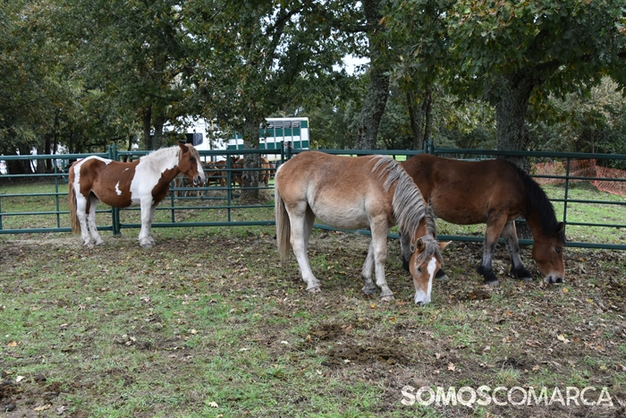 somoscomarca_20241019_aveiga_crianzatrevinca_exposiciongandeira (16)
