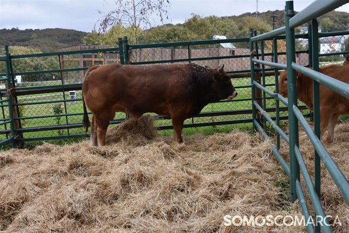 somoscomarca_20241019_aveiga_crianzatrevinca_exposiciongandeira (20)