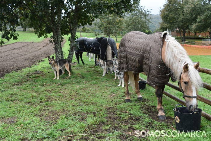 somoscomarca_20241019_aveiga_crianzatrevinca_exposiciongandeira (31)