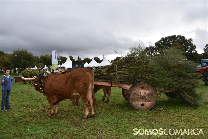 somoscomarca_20241019_aveiga_crianzatrevinca_exposiciongandeira (32)