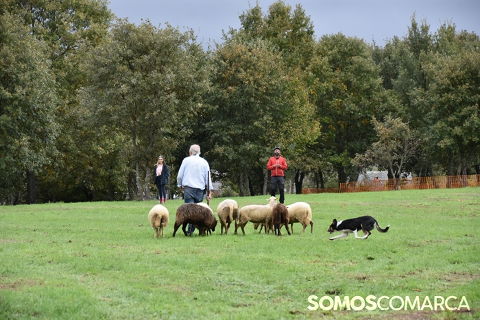 somoscomarca_20241019_aveiga_crianzatrevinca_exposiciongandeira (41)