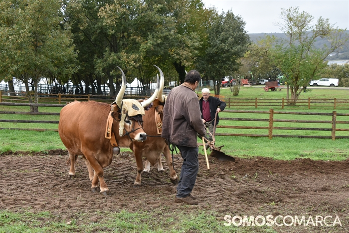 somoscomarca_20241019_aveiga_crianzatrevinca_exposiciongandeira (44)