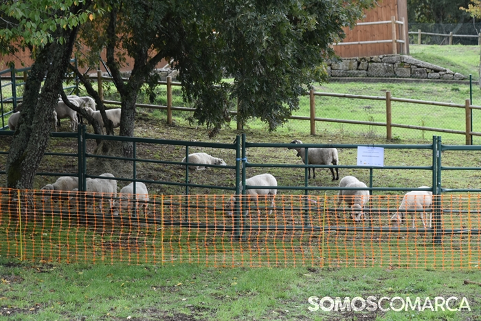 somoscomarca_20241019_aveiga_crianzatrevinca_exposiciongandeira (61)