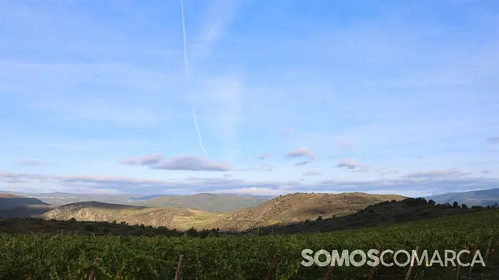 somoscomarca_20241019_obolo_viñedos