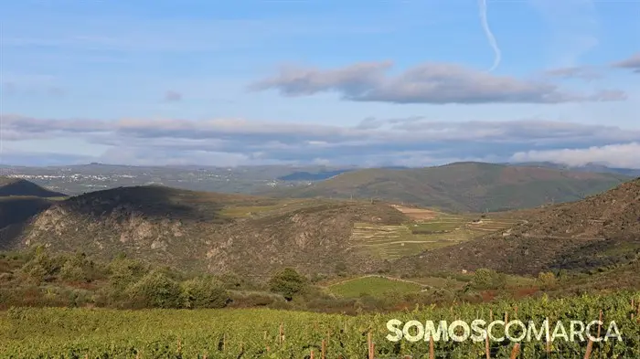 somoscomarca_20241019_obolo_viñedos