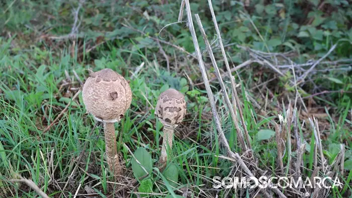 somoscomarca_20241019_obolo_seta_choupin(34)