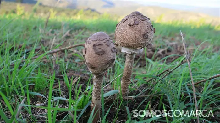 somoscomarca_20241019_obolo_seta_choupin (50)