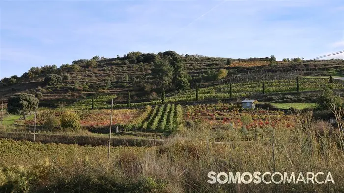 somoscomarca_20241020_obolo_viñas (48)