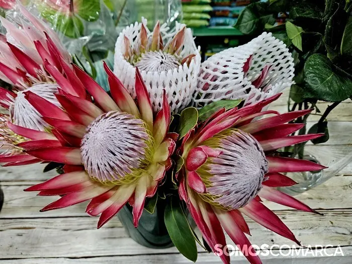 p_somoscomarca_241025_obarco_pelopicoplanta_santos_flores642