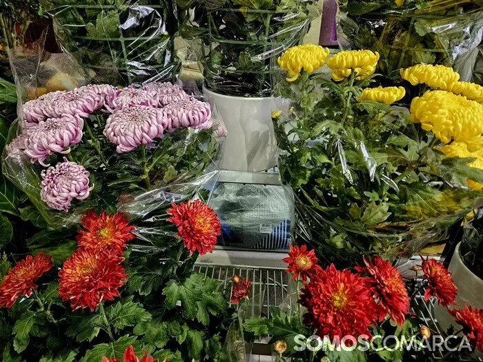 somoscomarca_241025_obarco_pelopicoplanta_santos_flores640